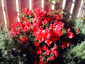 Azaleas